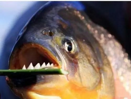 食人鱼3d|食人鱼真的“食人”吗？