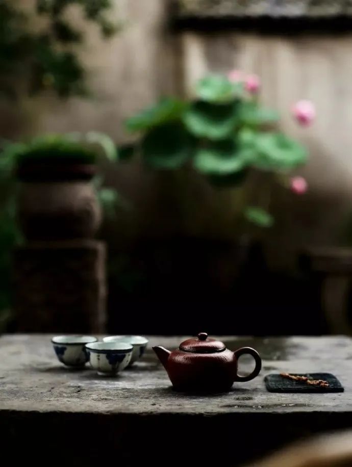 木槿|盛夏花事，优雅华尔兹