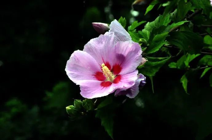 木槿|盛夏花事，优雅华尔兹