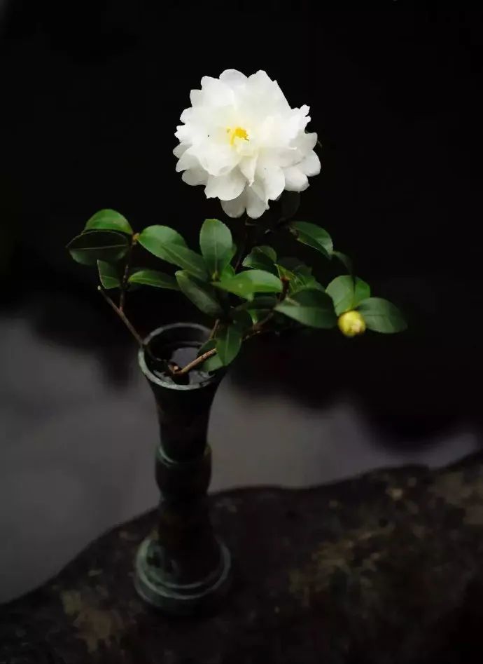 木槿|盛夏花事，优雅华尔兹