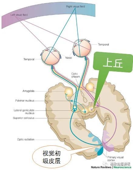 大脑|一边睡觉一边学习？或许无意识能让你梦想成真！
