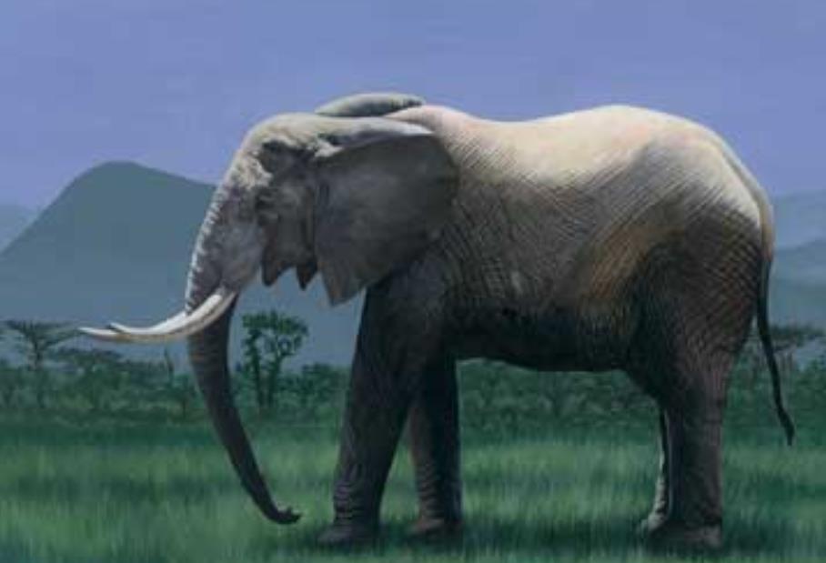 老鼠|有趣的生物们，原来犀牛也会路痴，迷路后就会发出老鼠般的声音