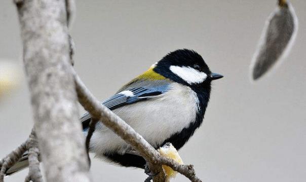 它被认为是动物界的天使外表恶魔的心 动物界 山雀