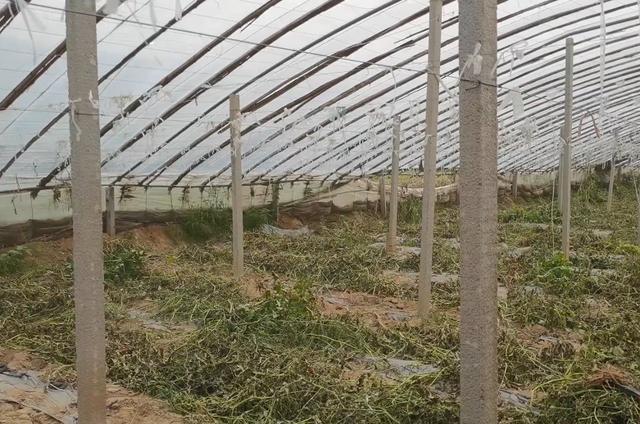 病虫害|种大棚，蔬菜拔秧后，有件事别忘了，做对了病虫害都少了