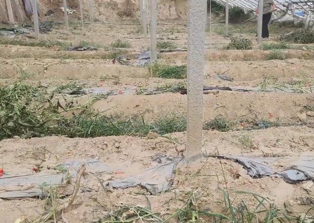 病虫害|种大棚，蔬菜拔秧后，有件事别忘了，做对了病虫害都少了