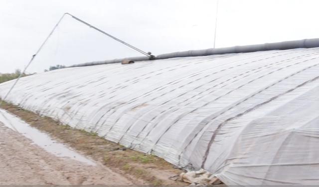 病虫害|种大棚，蔬菜拔秧后，有件事别忘了，做对了病虫害都少了