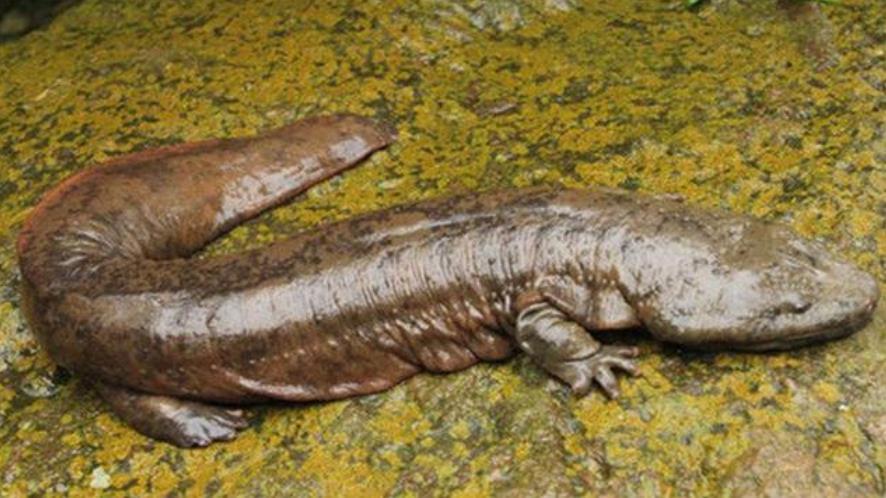 娃娃鱼|天下奇物—4种生物，世界上最大的娃娃鱼2米左右，海星吃动物方式奇葩