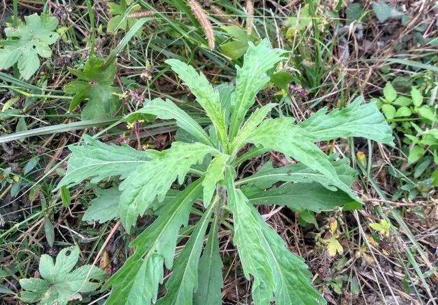 农村一种长得笔直的野草,农民把它当害草铲除,它能做饲料和止血