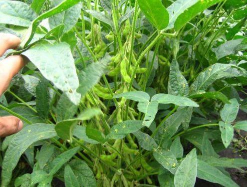 大豆干花湿荚 亩收石八 干荚湿花 有杆无瓜 你知道是啥意思吗 腾讯新闻