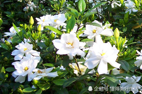 大叶栀子花怎么养 注意这五个要点 手把手教你养护大叶栀子花 大叶栀子花