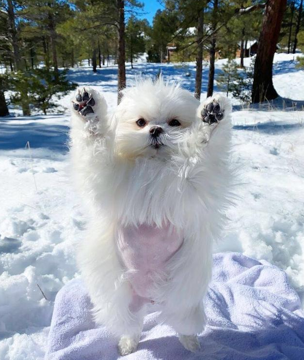 会站立的马尔济斯网红狗,看得人心都要化了!