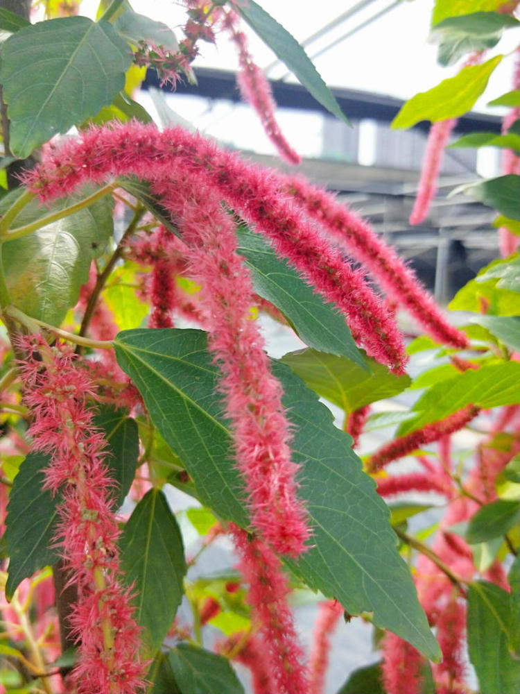 有趣花卉"狗尾红",满枝垂吊毛绒红尾巴