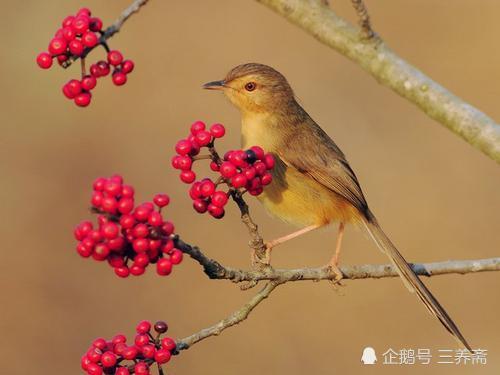 红豆|这首表达男人之间相思之情的诗据说是唐代梨园弟子最爱唱的歌词之一