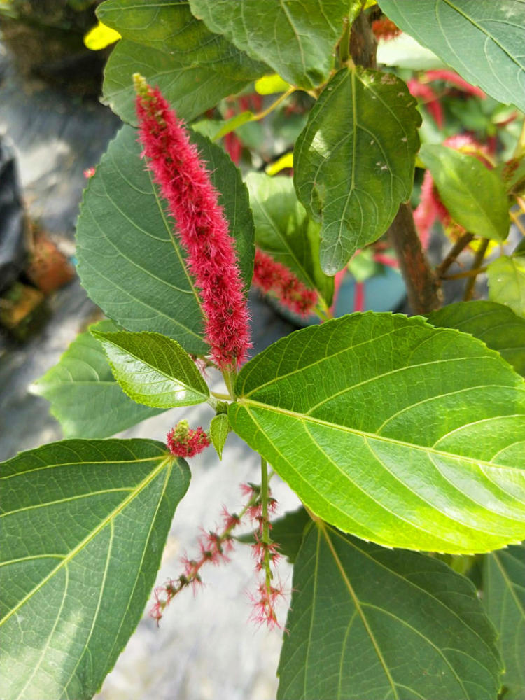 有趣花卉"狗尾红",满枝垂吊毛绒红尾巴