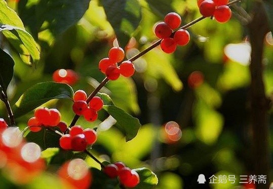 红豆|这首表达男人之间相思之情的诗据说是唐代梨园弟子最爱唱的歌词之一