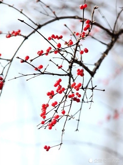 红豆|这首表达男人之间相思之情的诗据说是唐代梨园弟子最爱唱的歌词之一