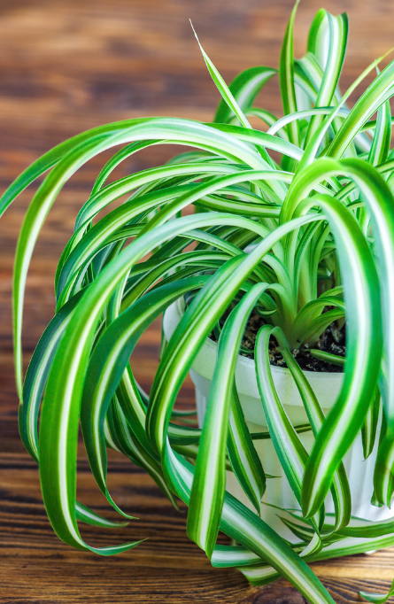 银心吊兰银心吊兰在北方的话比较常见它又叫中斑吊兰建议生长季节每2