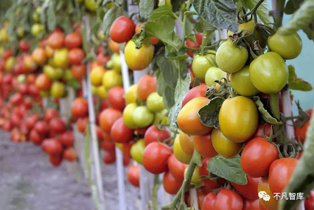 荷兰|人口不及我国一个省，却有“喂饱世界”的能力！该国究竟有何魅力