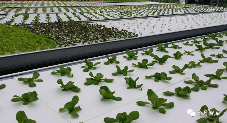 荷兰|人口不及我国一个省，却有“喂饱世界”的能力！该国究竟有何魅力