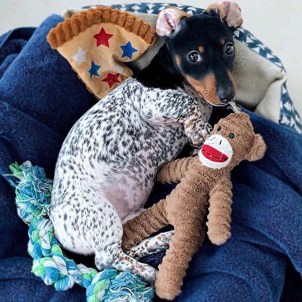 美国狗头牛身的腊肠犬成网红可爱又搞笑引路人争相合影