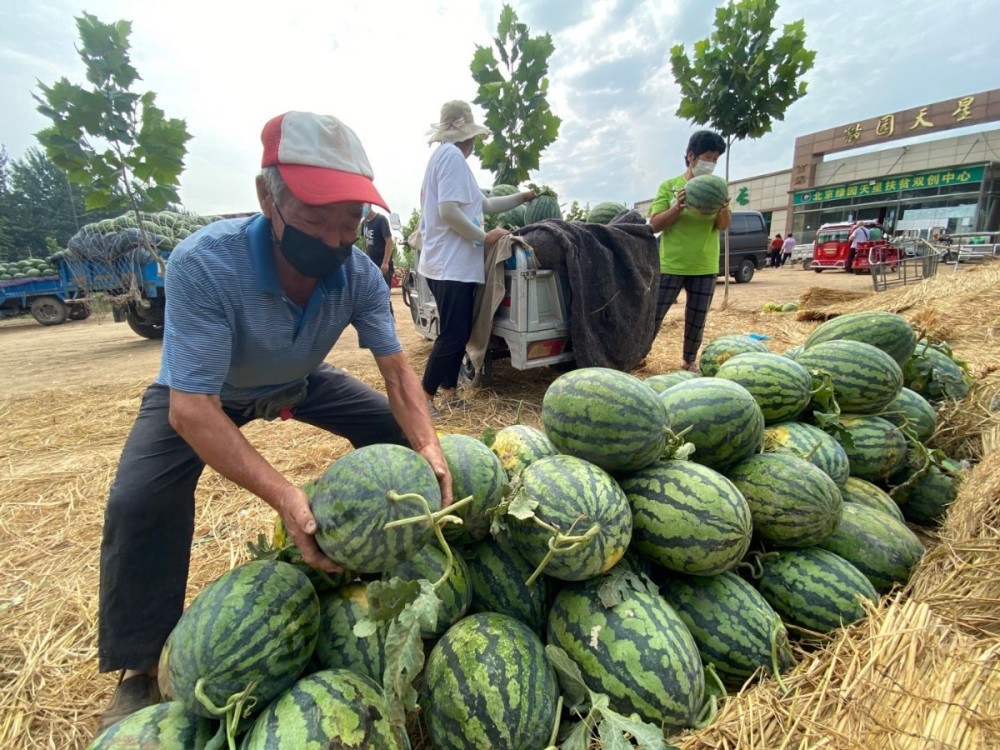 合作社|城里人下单，地头菜当天送到！背后有群京郊人在忙活