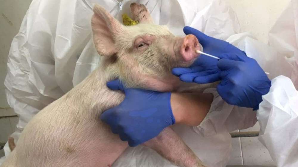 病毒|新型H1N1猪流感病毒被发现，美科学家是这样解释的