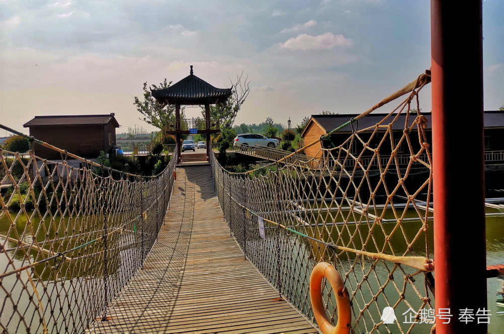 南京江宁马场山格桑花开,荷叶初绽,引来了依依伫立的蜻蜓