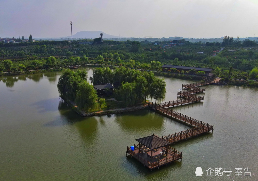 南京江宁马场山格桑花开,荷叶初绽,引来了依依伫立的蜻蜓