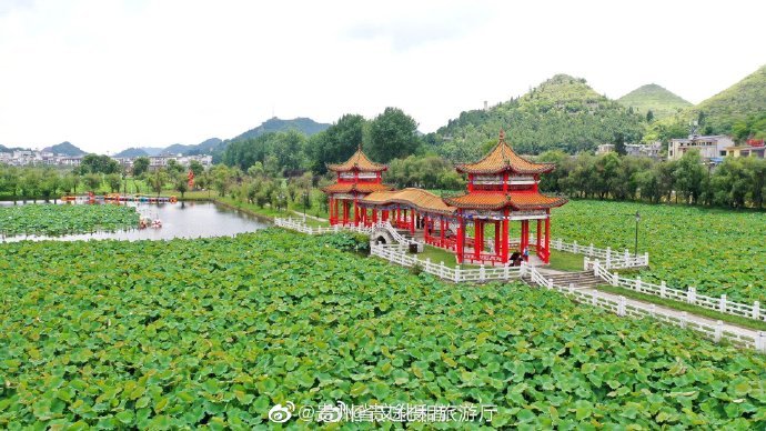 暗香浮動貴州安龍招堤十里荷花隨風飄香