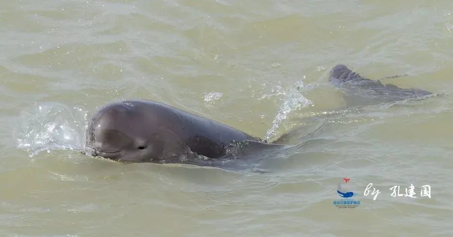 江豚拟升级为"一级国宝"!让我们更好地留住它的"微笑"