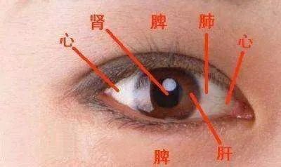 从眼睛看五脏状况红血丝不仅仅是视疲劳