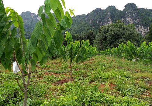 果园|有人说果园长草好，但为何真正做的却很少？