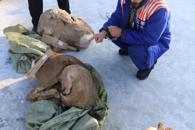 繳獲虎皮虎骨虎尾他們因獵殺野生東北虎被提起公訴