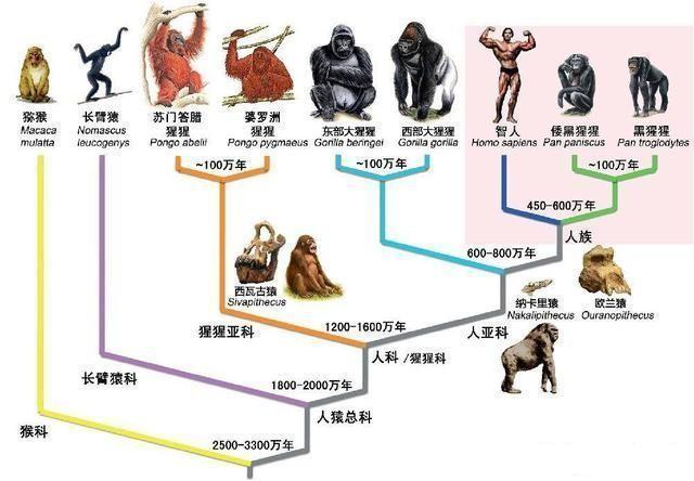 链上|已找到！人类进化链上缺失的重要一环，人类来源问题基本确定