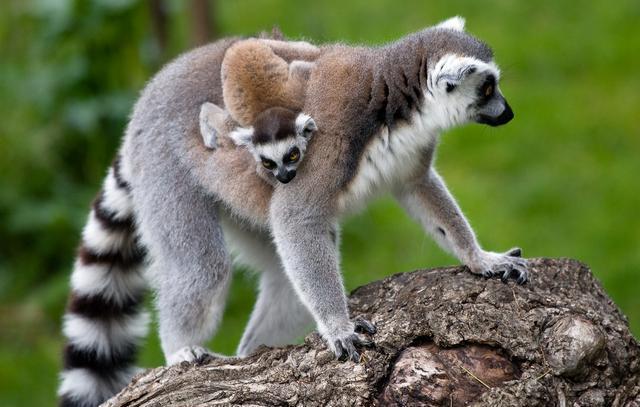 以上所说的灵长类都属于干鼻子灵长类,也就是鼻子是干的,你摸下自己的