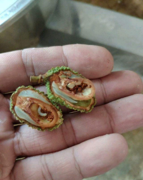 荔枝果蒂长虫,影响品质和产品,应该如何防治