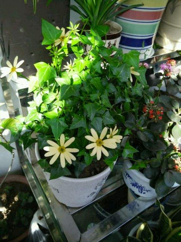 世界上品种最多的植物 没有之一 路边满大街都是 腾讯新闻