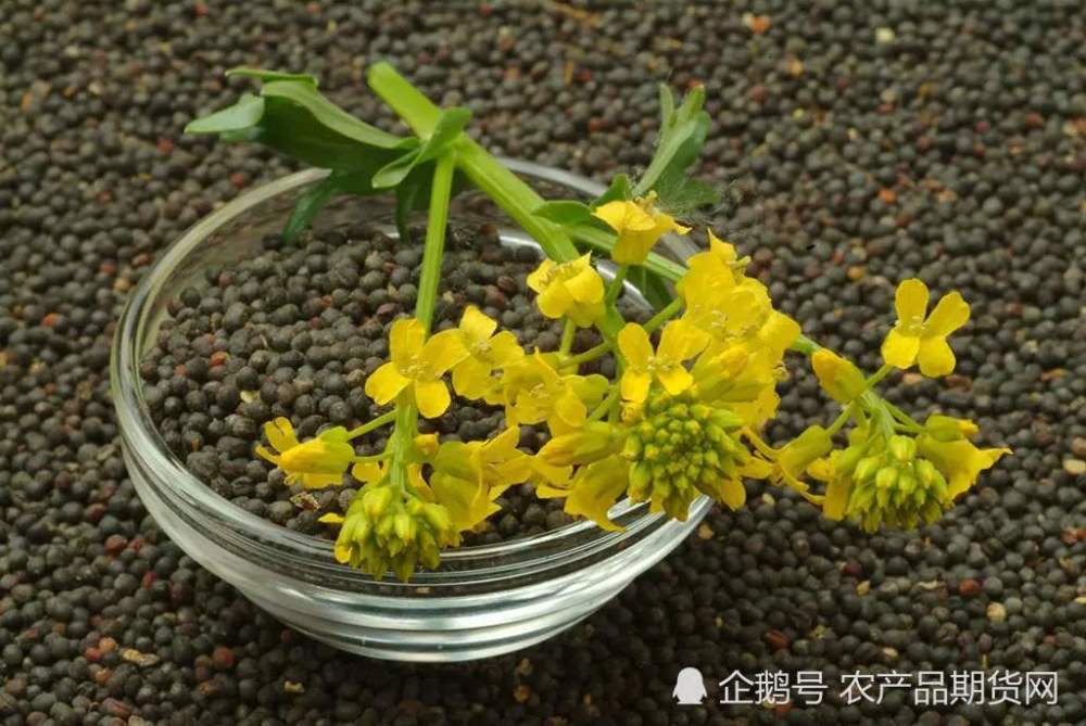 菜粕期價九連漲之後會怎樣?