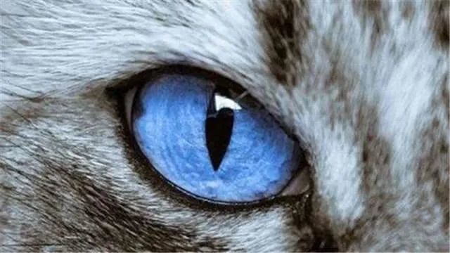 塔罗师占卜:4只眼睛哪一个是猫的?