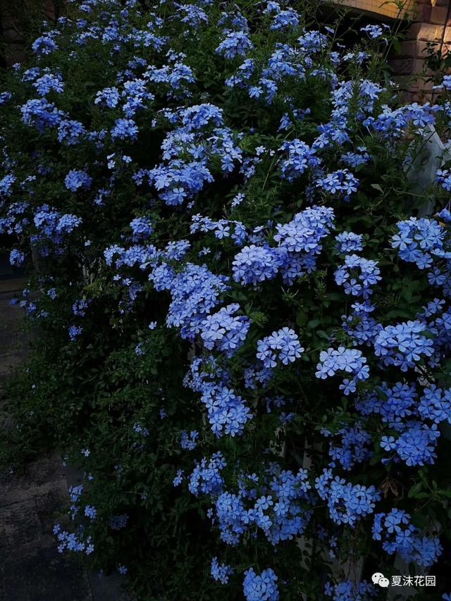 所以南方可选择蓝雪花墙,不仅可以低维护,而且耐热耐湿,蓝色的背景墙