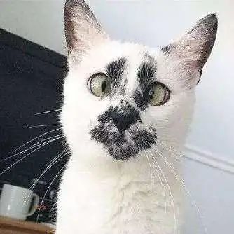 丑猫不怕巷子深让人一边嘲笑一边夸可爱太可乐啦