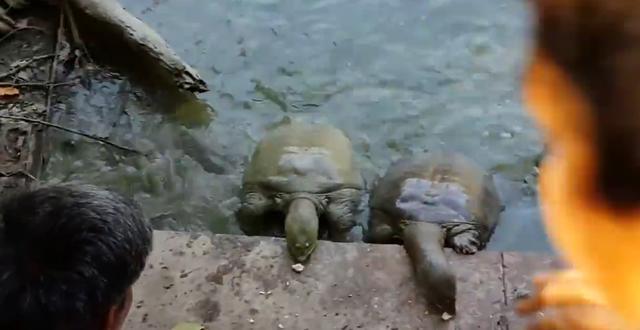 甲鱼成灾印度恒河鳖泛滥无人敢吃最后大多自然老死