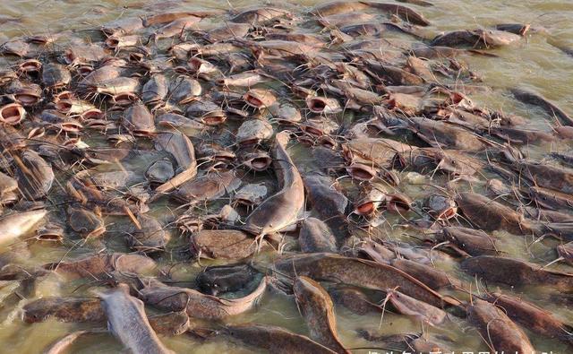 甲鱼成灾?印度恒河鳖泛滥,无人敢吃,最后大多自然老死