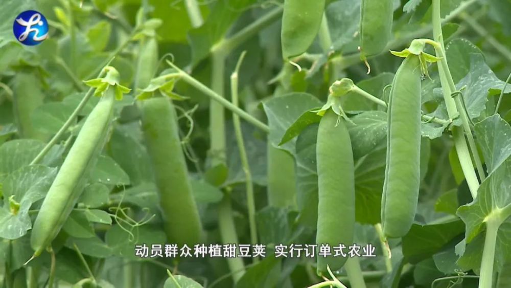 我们跟着记者一探究竟 河畔镇冯堡村峡门组 甘富果业公司苹果种植基地