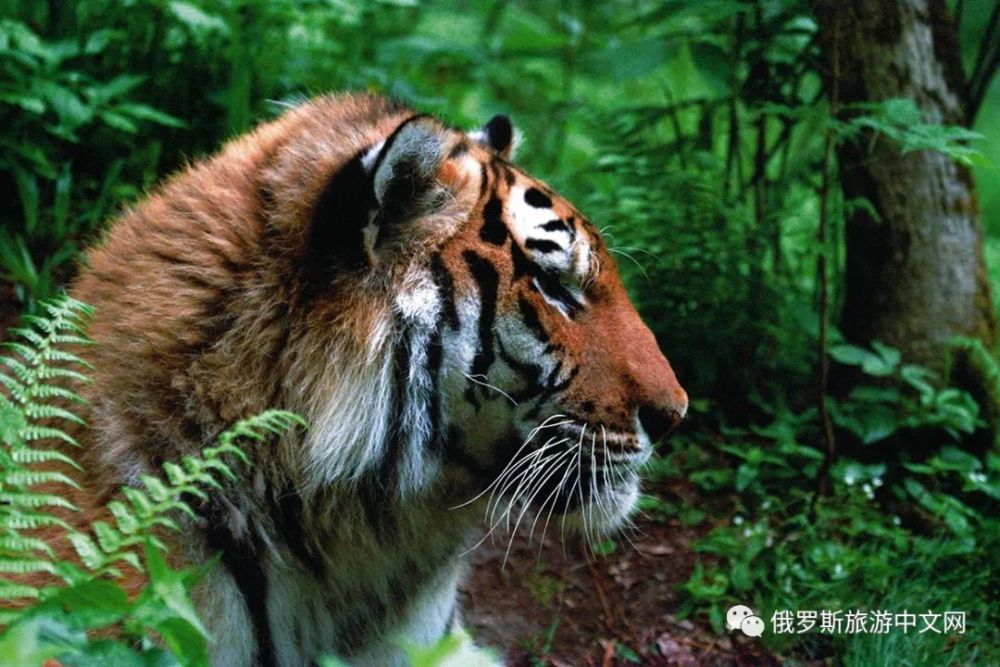 别卢希自然公园的主要名胜古迹是双头山,高度为4506米,山顶被永久性