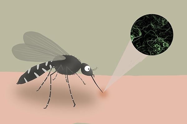蚊子|为什么有些人特别招蚊子？就因为血型是O型？看完涨知识了