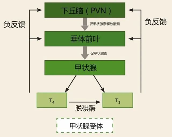 馬思純自曝患有抑鬱症別奇怪抑鬱原來與內分泌息息相關