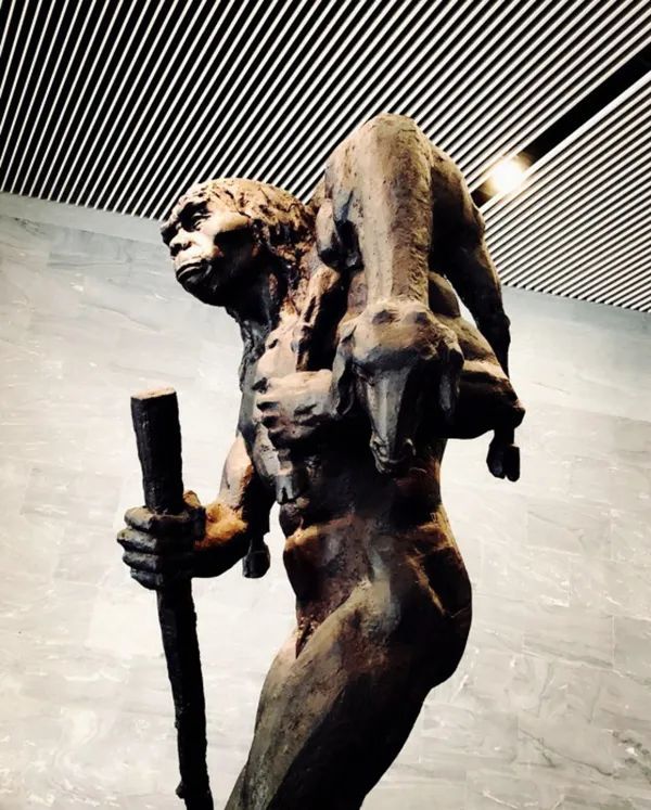 何不食肉糜北京猿人食性探微