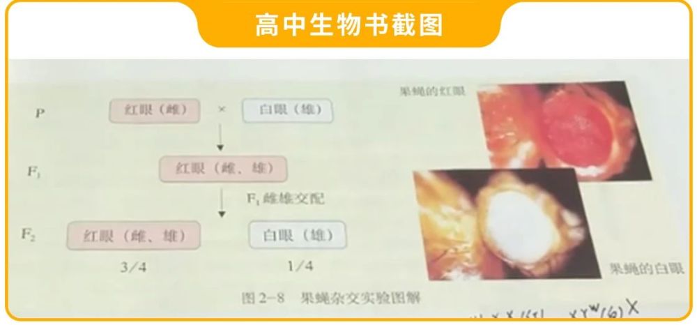 杨梅|不敢相信！显微镜放大40倍，我竟看到了杨梅里正在蠕动的……