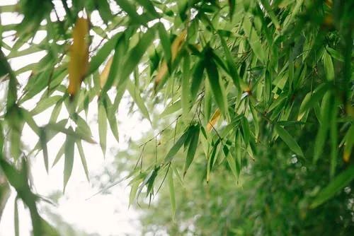 心理学|毫无预警，你我都成了历史上最大规模心理学实验的参与者